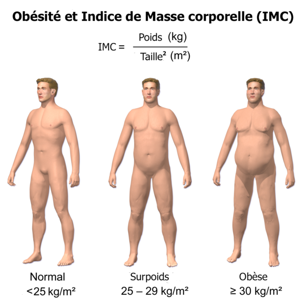 indice de masse corporel